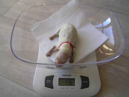 a fenečka "Cácorka" CERES